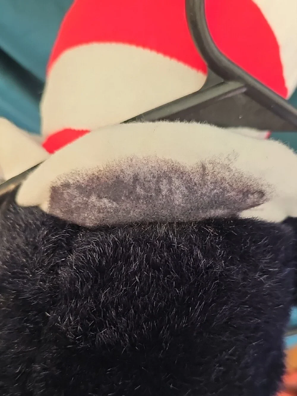Dr. Seuss soft cat